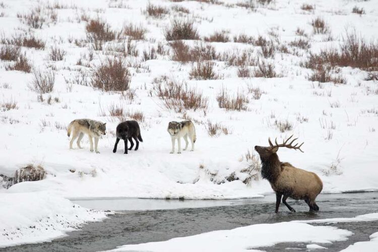 Wolves Keystone Predators Keystone Species Examples: How Predators Create Abundance and Stability ...